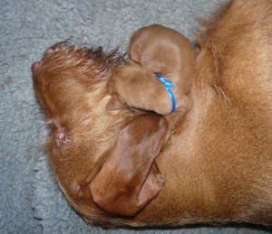 Wee 1 - Mr Blue curls up with Mum