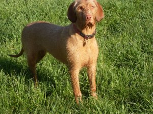 VLUU L100, M100 / Samsung L100, M100