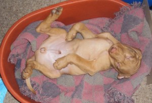 Digby loving his bed