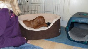 Finley settling into his new bed