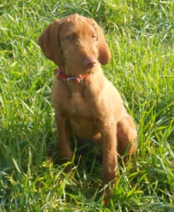 Otis at 3 and a half months