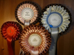 Django Rosettes from Okehampton show
