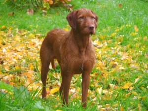 Mingus at 3 years old