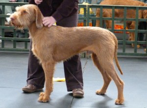 Gryphon waits for his turn.