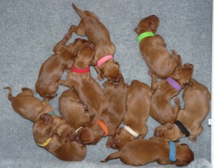 The whole gang together