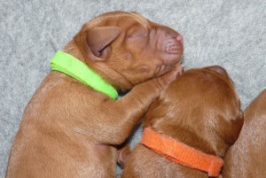 Miss Lime & Miss Orange.