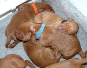 Random puppy pile-up.