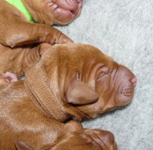 Mr Bronze, who is so dark that his collar often looks as though it's disappeared...