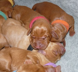 Miss Pink takes centre stage.