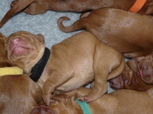 ...and a good contortionist too!