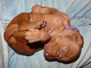 Miss purple gets hers claws cut 2 weeks 1