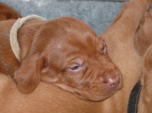 Miss Fawn winding further down.