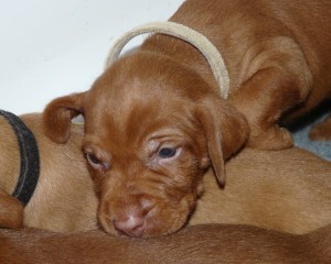 Miss Fawn winding down.