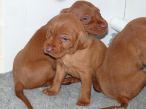 Mr Green looks thoughtful.