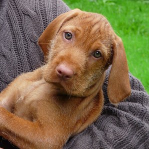 Belatarr Lyra, riding in the sling, just like her parents and big brother before her!