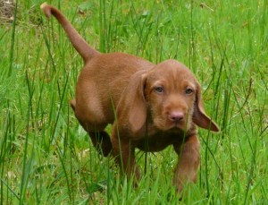 The determined explorer.