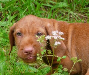 Trying cow parsley for size.