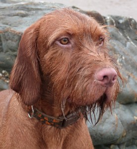 Django at 2 years old 1