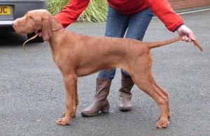 Belatarr Cassopeia at 5 months.