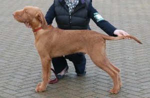 Belatarr Hercules at 5 months.