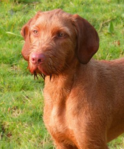Lyra enjoying the sunshine.