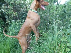 Gertie and Jack Summer 2014 5