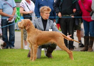 Gryphon on his way to BOB at Royal Cornwall.