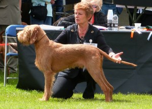 Gryphon at Three Counties.