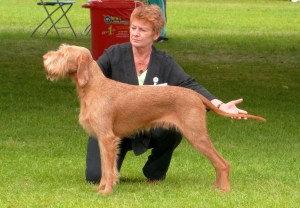 Gryphon in the Open Dog Class.