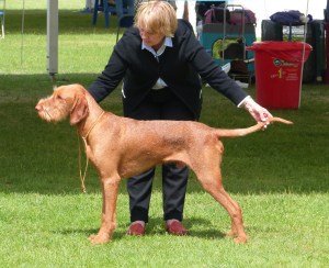 Belatarr Sculptor - Best Puppy Dog at Windsor.