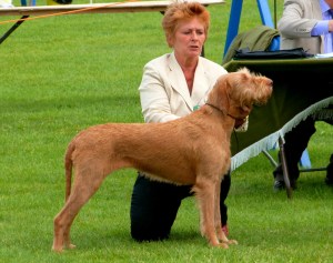 Billie at National Gundog.
