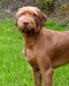 Lyra in her typical, muddy-nosed pose!