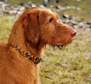 and Dad, Morehay Lars of Belatarr ShCM (Mingus)