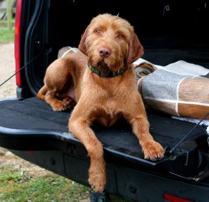 Hercules, awaiting his designated driver.