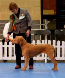 Billie & Irene in BIS ring Boston
