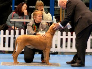 Billie reprsenting the Gundog Group in the Best In Show ring.