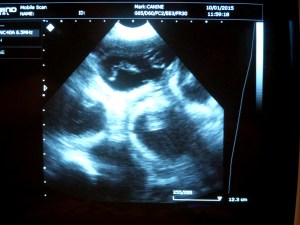 Some of the new Belatarr babies in development.