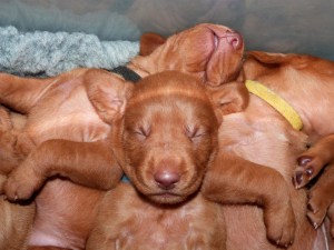 Mr Blue's bat-ears in cuteness overload.