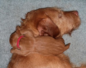 A snoozing Mr Red uses mum as a pillow.