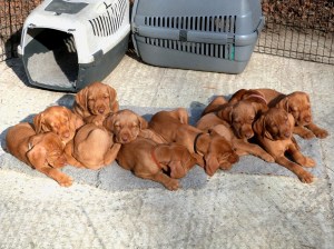 The gang sunbathing in their outdoor run.