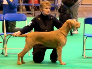 Belatarr Mahalia Jackson ShCM - stacked in the Open Bitch class.