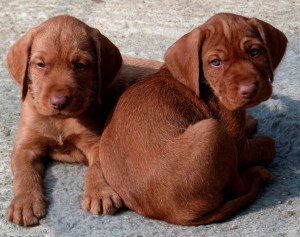 Brother and sister - Mr Blue & Miss Mint.