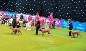 Breeders Group main arena 1