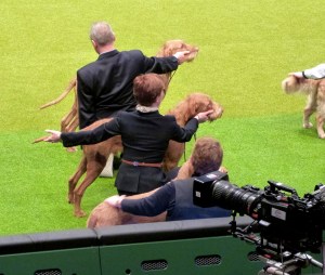 Breeders Group Main Arena 5