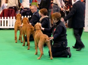 Breeders Group pre-judging 1