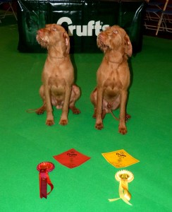 Charlie & Herc with their Crufts winnings!