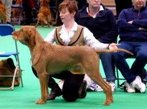 Belatarr Charlie Parker stacked in the Limit Dog Class.