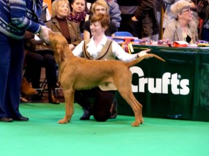 Belatarr Hercules - examined in the Post Graduate Dog Class.