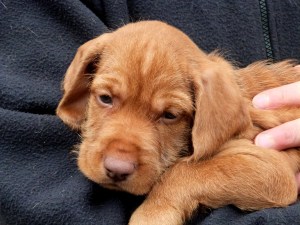 Mr Blue snuggles (much more colour accurate too)