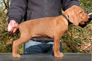 Belatarr Secret Agent - 6 week stack